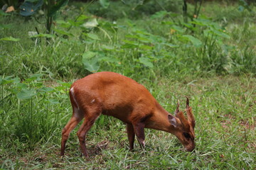  A male beautiful Barking deer at the zoo of Dhaka, Banglades