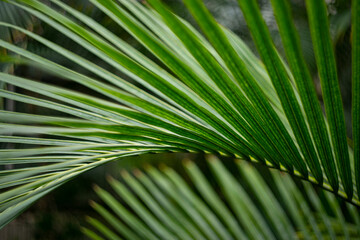 palm leaf in the detail