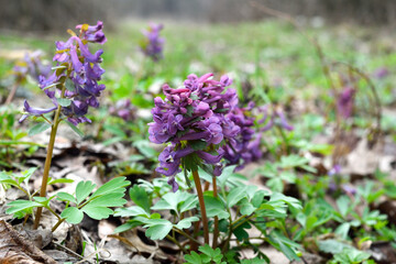 Spring flowers in the forest