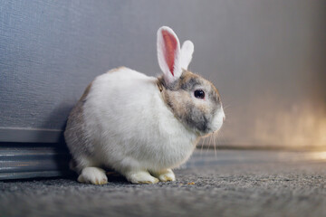 Cute beautiful pet rabbit in the room with fashionable trend color light. Background with selective focus