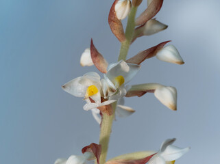 Zimmerpflanze, seltene  Juwelorchidee (Ludisia discolor) zarte Blüten 