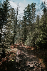 forest in autumn