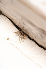 little jumping spider macro photo