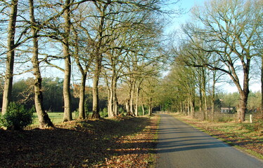 Tree lined country road in Overijssel, one of the north eastern provinces in the Netherlands