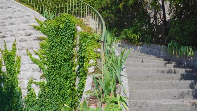 Lush green plants grow climbing along ancient stone stairway supporting wall attracting tourists to popular destination town Trieste