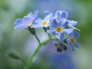 Vergissmeinnicht Nahansicht , Bokeh soft Punktschärfe