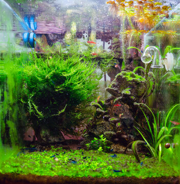 Algae in a freshwater aquascape with CO2, a home dirty aquarium with fish, shrimp and plants overgrown with different types of algae
