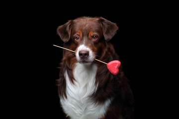 Beautiful dog Australian Shepherd holds a heart in his teeth