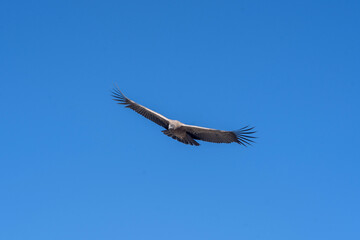 condor vulture in flight