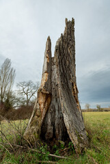totholz einer Eiche, abgestorbener Baumstumpf steht hohl als Naturdenkmal in einer Auenlandschaft.
