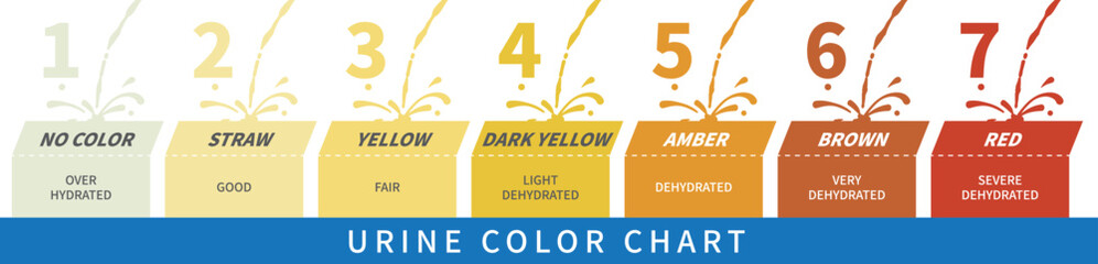 Urine color chart with gradients from clear to yellow and orange and even darker. An indicator of the degree of dehydration. Vector illustration. - obrazy, fototapety, plakaty