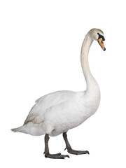 Beautiful male white Mute swan, standing side ways. Looking to camera. Isolated cutout on...