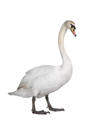 Foto op Canvas Beautiful male white Mute swan, standing side ways. Looking to camera. Isolated cutout on transparent background. © Nynke