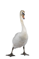 Beautiful male white Mute swan, standing facing front. Looking to camera. One paw in front with attitude. Isolated cutout on transparent background.