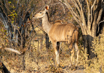 Greater kudu cow isolated in a thicket on the African savanna