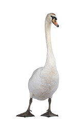 Beautiful male white Mute swan, standing facing front. Looking to camera. Isolated cutout on transparent background.