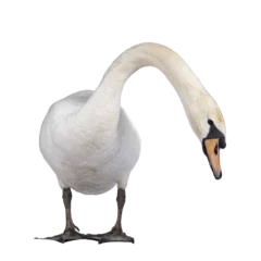 Zelfklevend Fotobehang Beautiful male white Mute swan, standing facing front. Looking to camera. Head and neck stretched side ways looking for food. Isolated cutout on transparent background. © Nynke