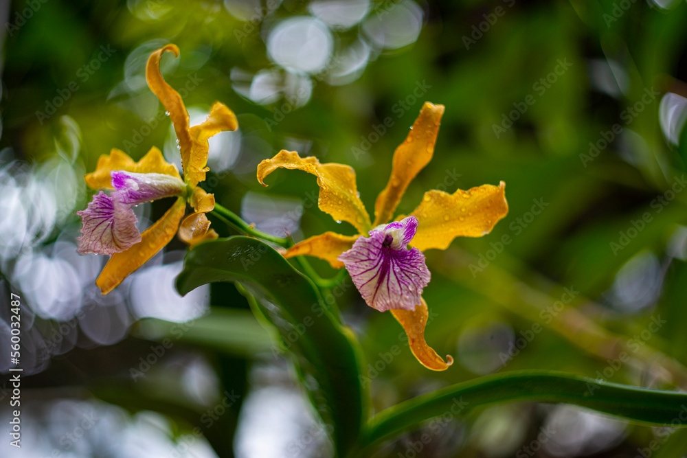 Canvas Prints the detail of tropic orchid plants in a greenhouse