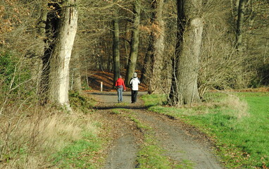 People walking on a woodland path in Overijssel, one of the norh eastern provinces in the Netherlands