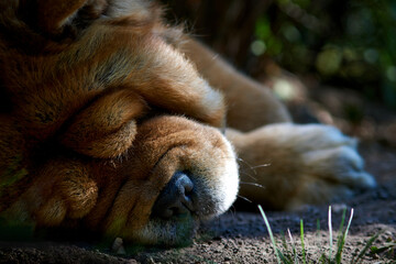 dog sleeping in the garden