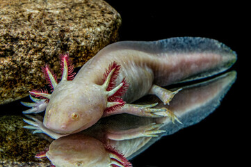 Albino-Axolotl im Aquarium