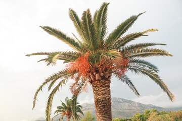 Palm tree against grey sky . Exotic tree with large branches