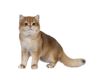 Cute golden shaded British Shorthair cat kitten, standing side wayy. Looking towards camera with...