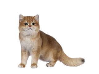 Cute golden shaded British Shorthair cat kitten, standing side wayy. Looking towards camera with big round eyes. Isolated cutout on a transparent background.
