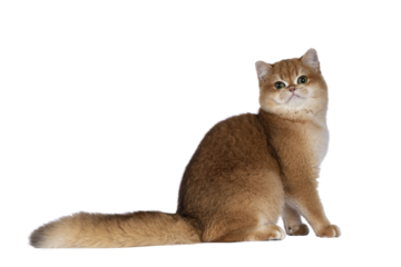 Cute golden shaded British Shorthair cat kitten, sitting up side ways. Looking towards camera with big round eyes. Isolated cutout on a transparent background.