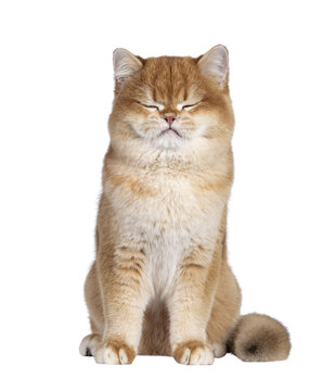 Cute golden shaded British Shorthair cat kitten, sitting up facing front. Eyes closed, sleeping. Isolated cutout on a transparent background.