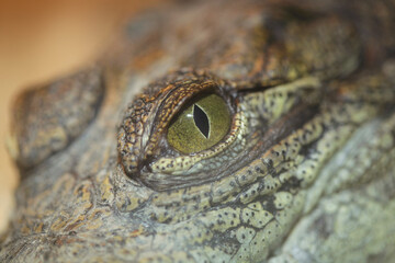 Portrait of cute crocodile's eye