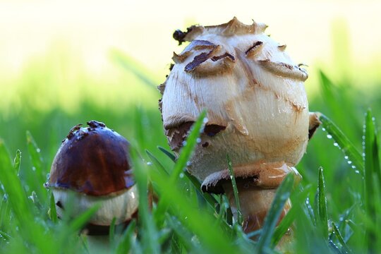 Close-up of young shaggy parasol mushrooms on a lawn in South Africa.