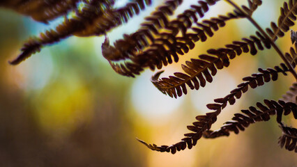 Macro de fougères sauvages, aux feuilles flétries