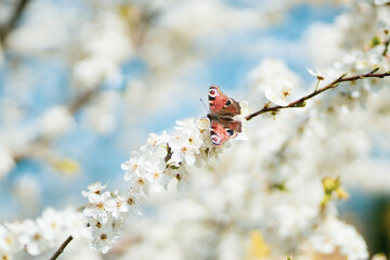 motyl © Marta