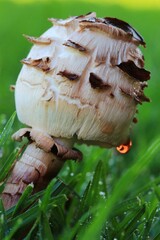 Close-up of a young shaggy parasol mushroom on a lawn in South Africa.