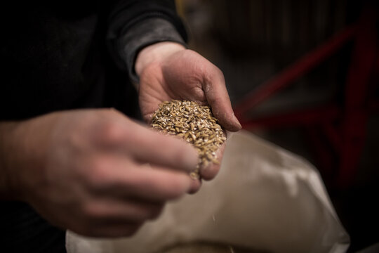 Les mains d un brasseur de cervoise manipulent le malt d orge.