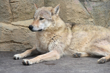 wolf in a zoo in osaka (japan)
