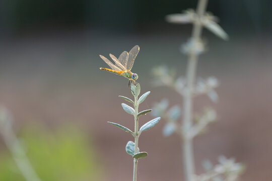 libelle on a plant