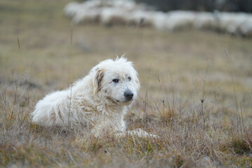 Myoritic shepherd dog while resting at the mountain guesthouse.