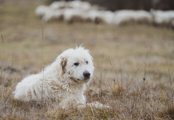 Portrait of nice white dog - Sheepdog mioritic. shepherd dog in nature. animal with long fur.