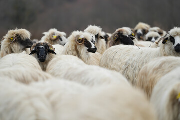 The flock of sheep on the beautiful mountain meadow. Scenic landscape background on mountainous terrain. flock of sheep.