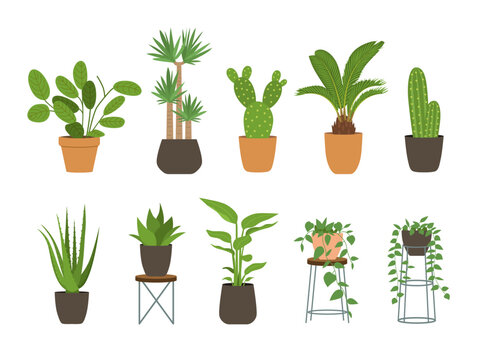 Indoor garden potted plants. Houseplants for interior home decoration, green plant in flowerpot