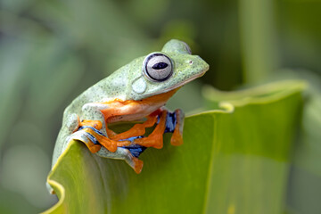 Tree frog on branch, Gliding frog (Rhacophorus reinwardtii) sitting on branch