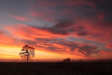 Fototapeta na wymiar A tree in a field at sunrise, January