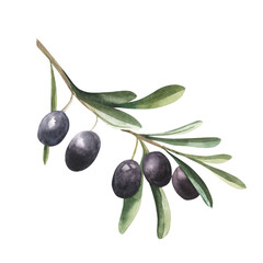Watercolor drawing of olive branch with leaves isolated on white background. Hand drawn illustration with black olive.