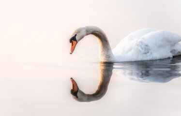 Jezioro łabędzie © kamil