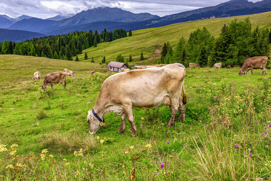 The Cow on grass in the Aips