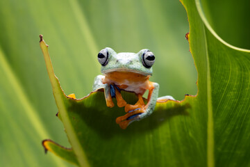 Tree frog on branch, Gliding frog (Rhacophorus reinwardtii) sitting on branch