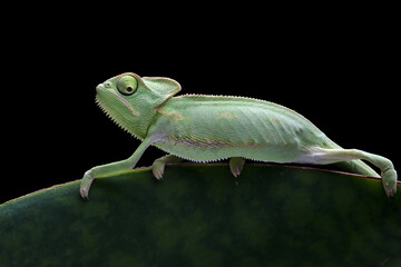 Baby chameleon veiled on branch, Baby veiled chameleon closeup on green leaves