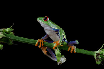Red-eyed tree frog sitting on branch with isolated background, red-eyed tree frog (Agalychnis callidryas) closeup